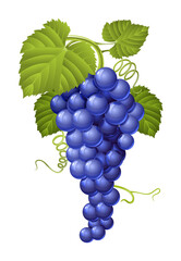 Cluster of blue grape with green leaves. PNG Illustration