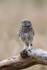 Recently Fledged Little Owl Owlet (Athene Noctua) photographed in the golden hour in farmland - 624458021