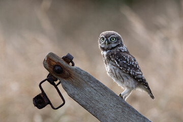 Recently Fledged Little Owl Owlet (Athene Noctua) photographed at dusk in farmland - 624458061