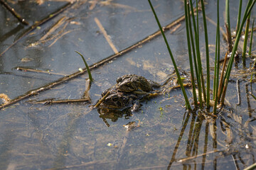 frogs