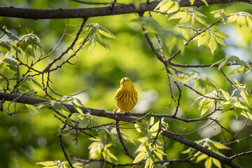 yellow bird