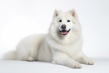 Majestic Canine against a White Backdrop. Generative AI