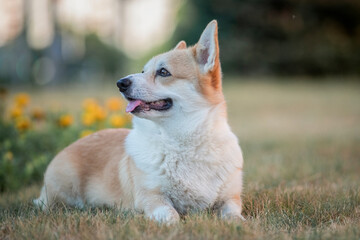 Portrait of a beautiful thoroughbred corgi in the summer city.