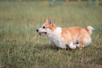 Portrait of a beautiful thoroughbred corgi in the summer city.
