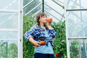 Young woman sniffing just picked ripe red beef tomato in green house farm. Harvest of tomatoes....