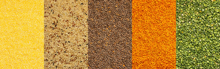 Various grain cereals banner, top view, corn grits and rice, brown and orange lentils, green peas