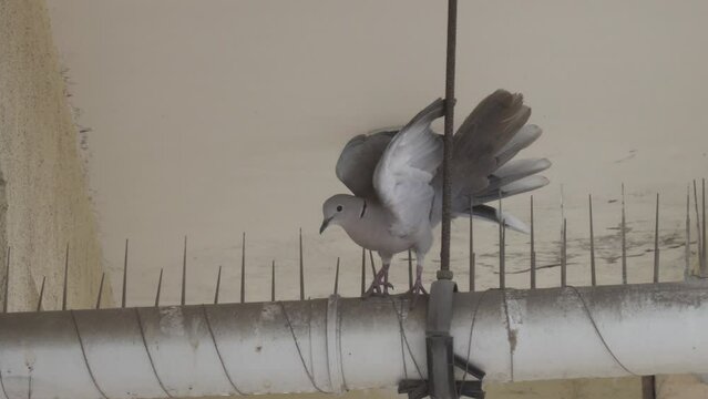 Bird lands on plastic spikes for bird protection. Eurasian collared dove or Streptopelia decaocto 