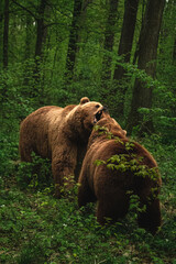 Two brown bears play in the forest
