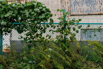 古く老朽化した建物を囲む有刺鉄線がついたフェンス　雑草が絡まるフェンス