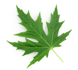 Silver maple leaf isolated on a white background. Top view. Flat lay