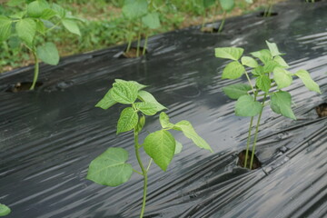 すくすく育つ成長途中の小豆の苗