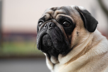 close-up portrait of a pug dog's face on the street - Powered by Adobe
