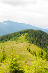 Naklejka premium landscape in the mountains, the path to the top, the forest on the top, tourism, travel, the beauty of nature, conquest