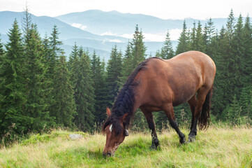 landscape in the mountains, horses walk on the grass, in the forest in the field, in freedom, free grazing, animals, Montenegrin mountain range, Carpathians, travel