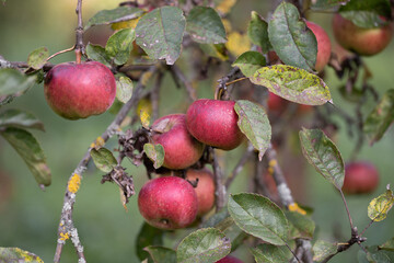 many ripe red apples on a tree branch.