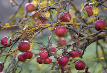many ripe red apples on a tree branch.