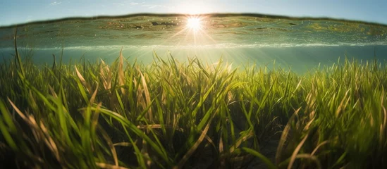 Foto op Canvas Seagrass in the ocean ecisystem © AdriFerrer
