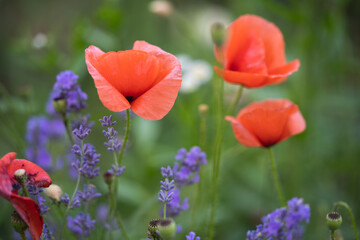 close-up of red poppies flowers on the field
