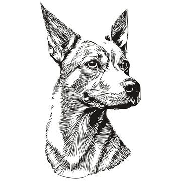 American Hairless Terrier dog pencil hand drawing vector, outline illustration pet face logo black and white sketch drawing