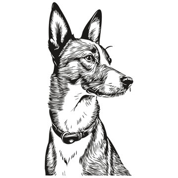 Basenji dog face vector portrait, funny outline pet illustration white background