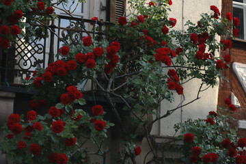 Fototapeta na wymiar Rosen, rote Rosen, Blüte, Blüten, rot, Rosenblüte, Rose