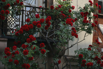 Rosen, rote Rosen, Blüte, Blüten, rot, Rosenblüte, Rose
