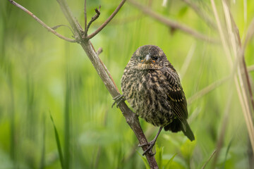 baby red winged blackbird