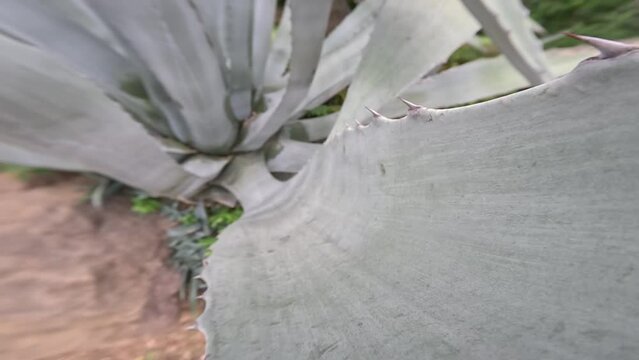 Green branch of American Agave