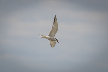 stern in flight