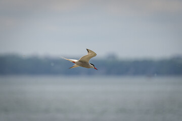 stern in flight