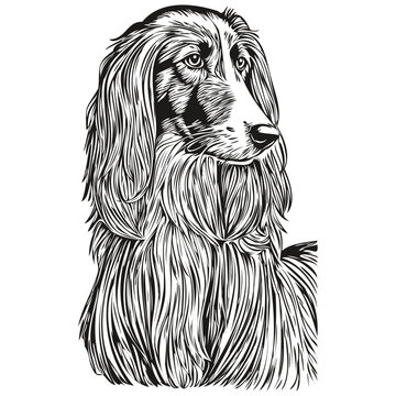 recommend clip art: Afghan Hound dog realistic pet illustration, hand drawing face black and white vector sketch drawing