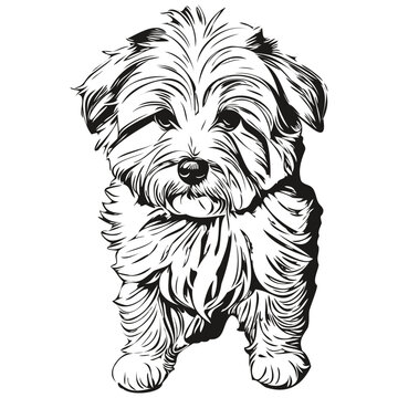 Coton de Tulear dog portrait in vector, animal hand drawing for tattoo or tshirt print illustration sketch drawing