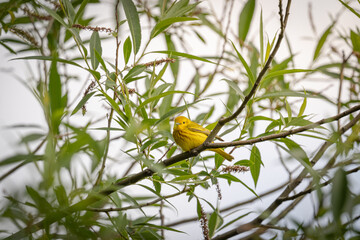 yellow warbler