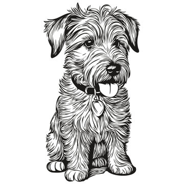 Sealyham Terrier dog outline pencil drawing artwork, black character on white background realistic breed pet