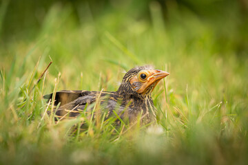baby bird