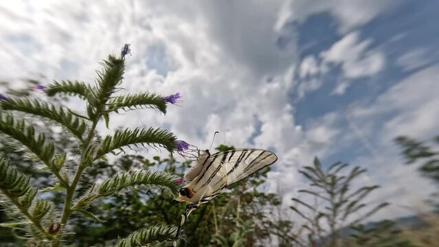 Iphiclides podalirius eats nectar by gently flapping its wings