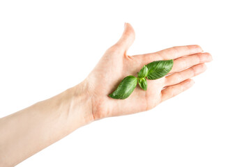 Basil leaf. Woman holding green basil leaves isolated on white background.