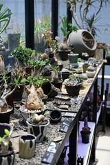 caudex exhibit in a plant shop at taichung,Taiwan