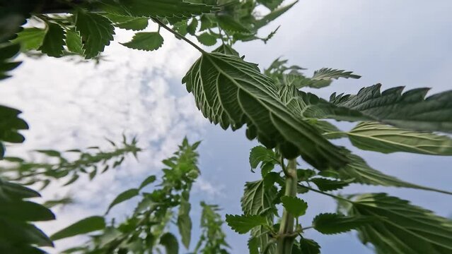 Green nettle under blue sky
