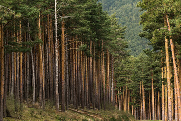 Pinos gigantes