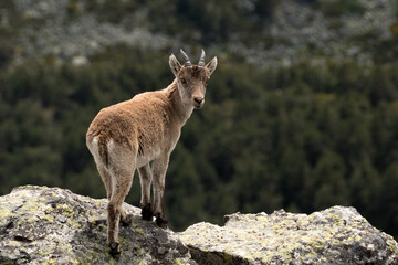 Cabra montesa