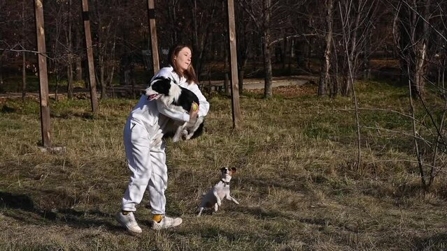 Dogs border collie and jack russell terrier jump on the handles of the hostesses on a walk in the park. 
