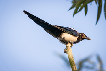 A young magpie is sitting on the wooden stick. Magpie close-up portrait with copyspace and blue background.