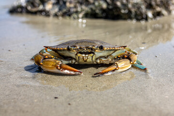 Portrait of blue crab laying on sand of beach from ground view with shore in background