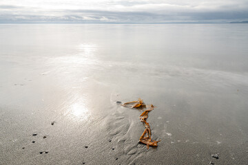 Kelp on the Admiralty Inlet Beach in Washington State