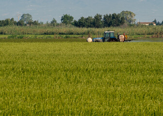 Tractor en el campo de arroz en el Delta del Ebro, Cataluña.