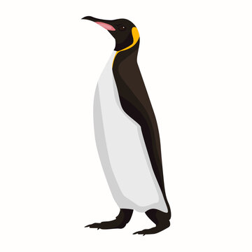 Penguin Antarctica Bird Vector Illustration