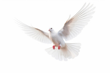 Naklejka premium white dove/pigeon in flight with its wings spread isolated on white background. Peace and freedom symbol