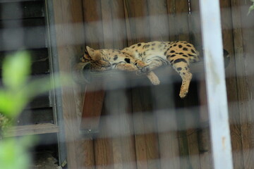 Kraków Zoo Zwierzyniec