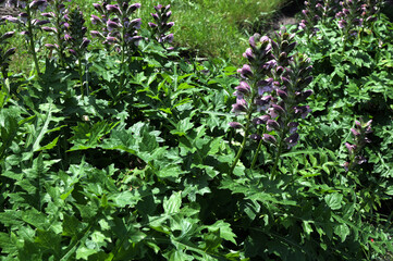 Acanthus flower in bloom seen up close. © wiha3